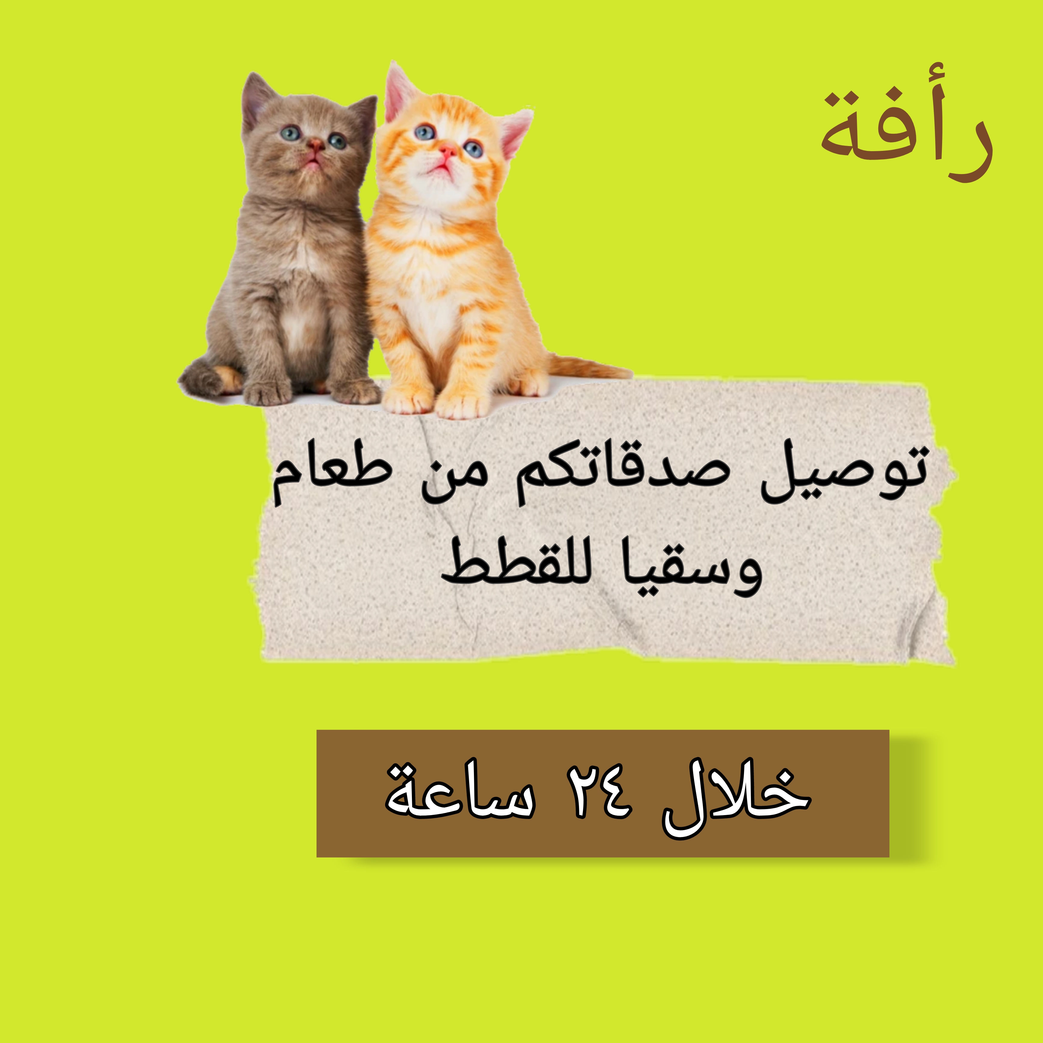 صحن رأفة يكفي الى ١٥ قطة 